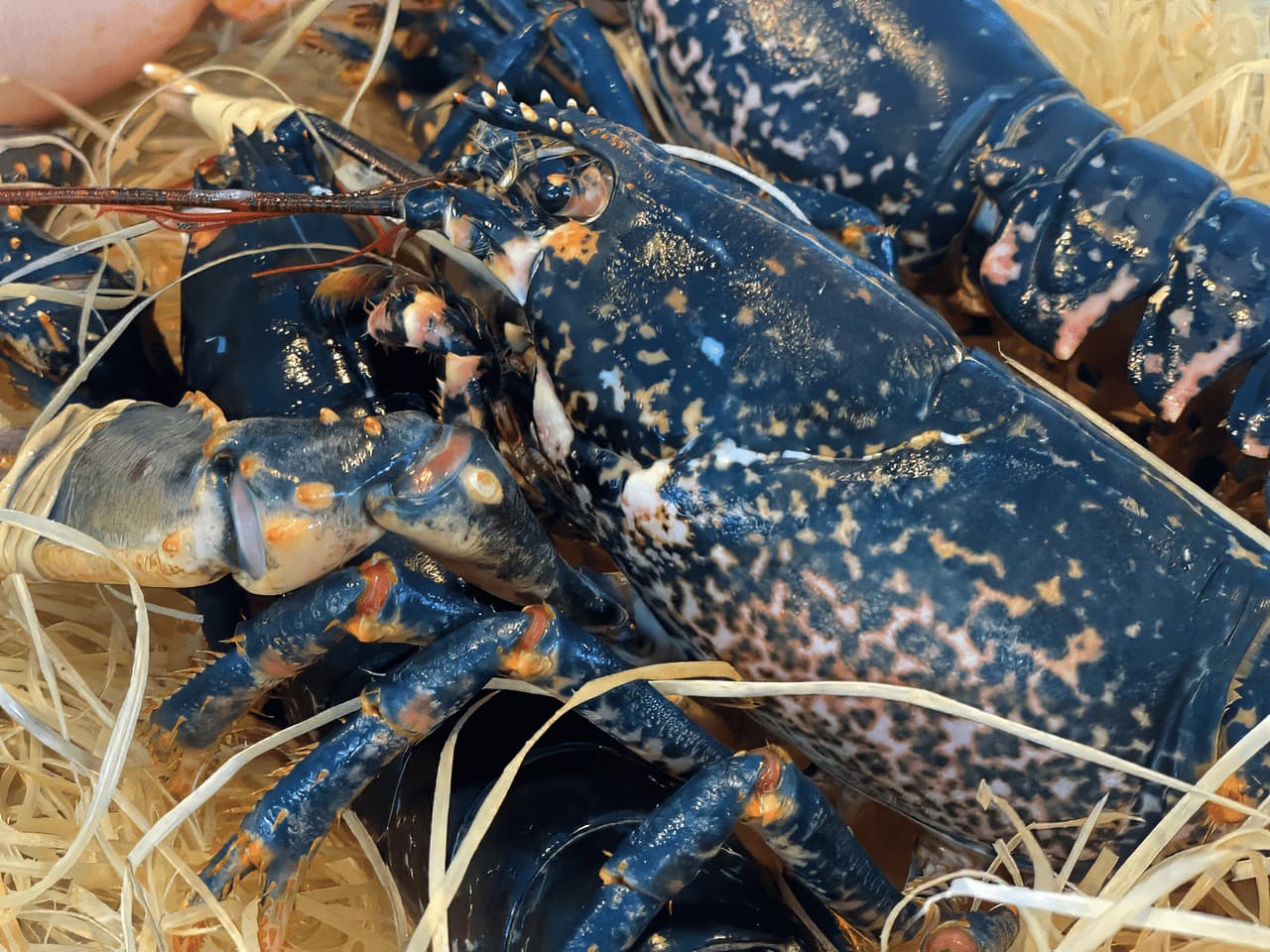 Astice europeo blu fresco