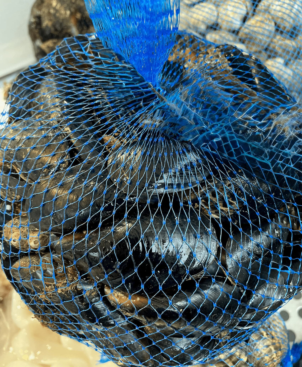 Cozze Spagnole Fresche
