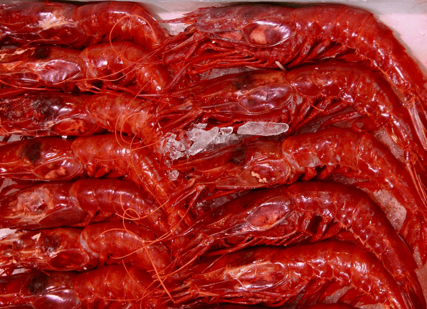 Gambero rosso carabineros di Galizia