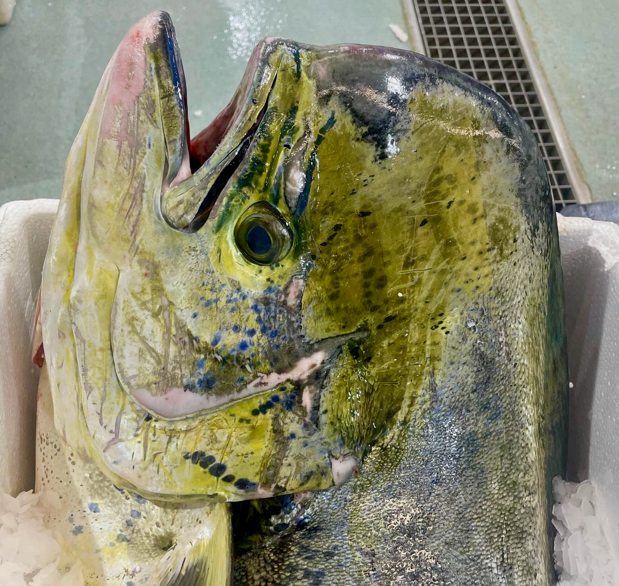 Lampuga italiana fresca