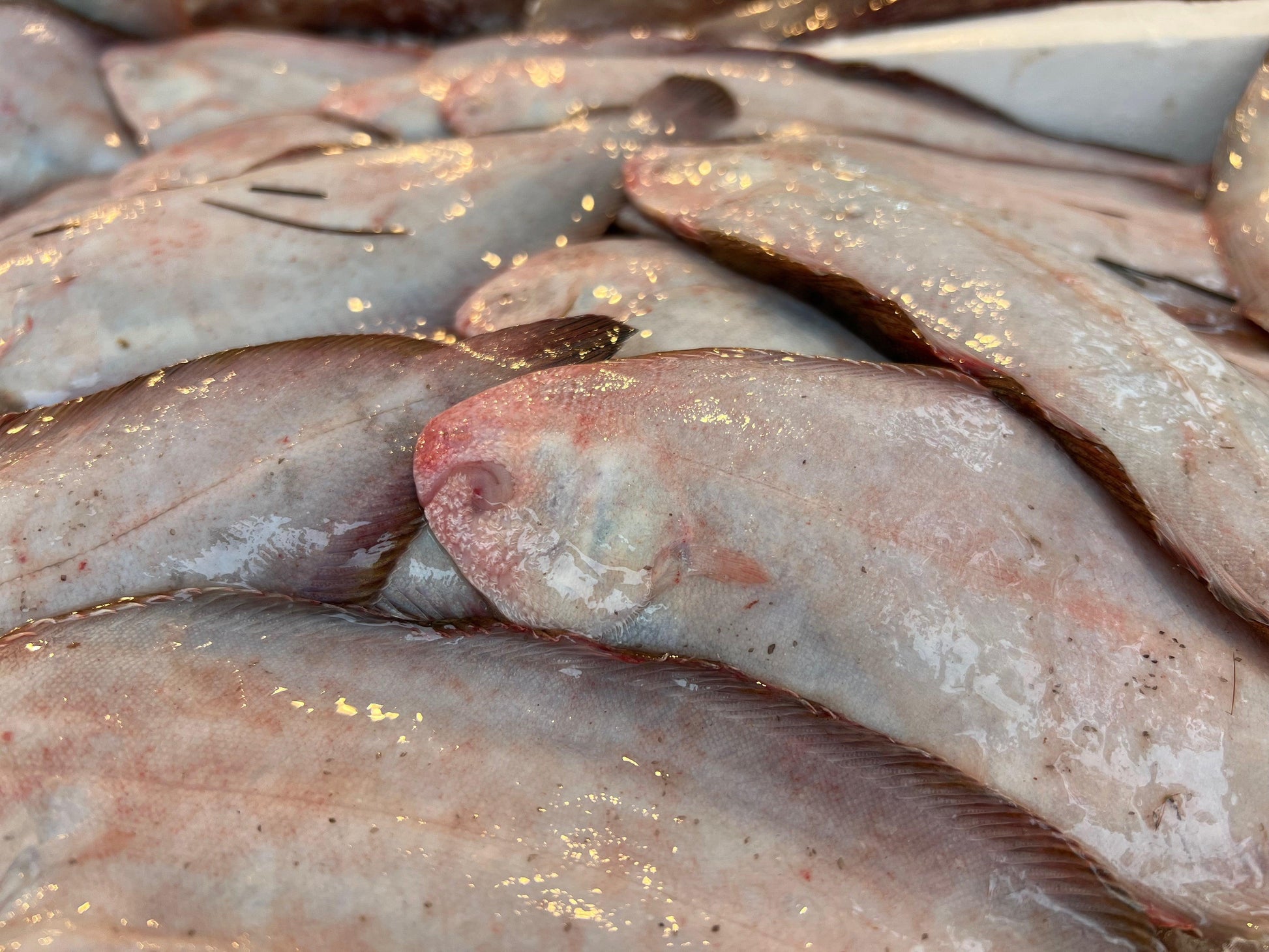 Sogliola grossa nostrana - Pescheria Ferroni | Milano