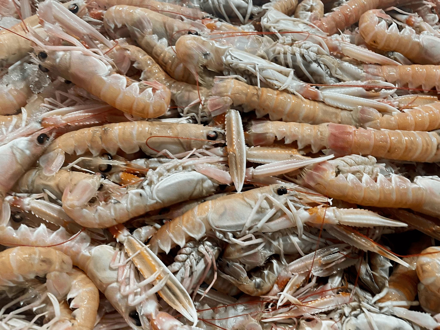 Scampi Italiani Freschi