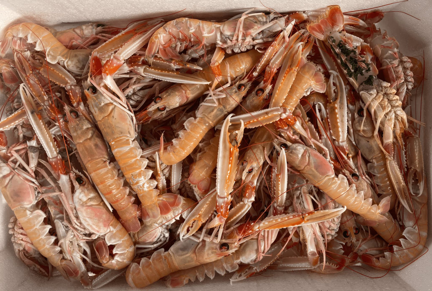 Scampi di San Benedetto Freschi
