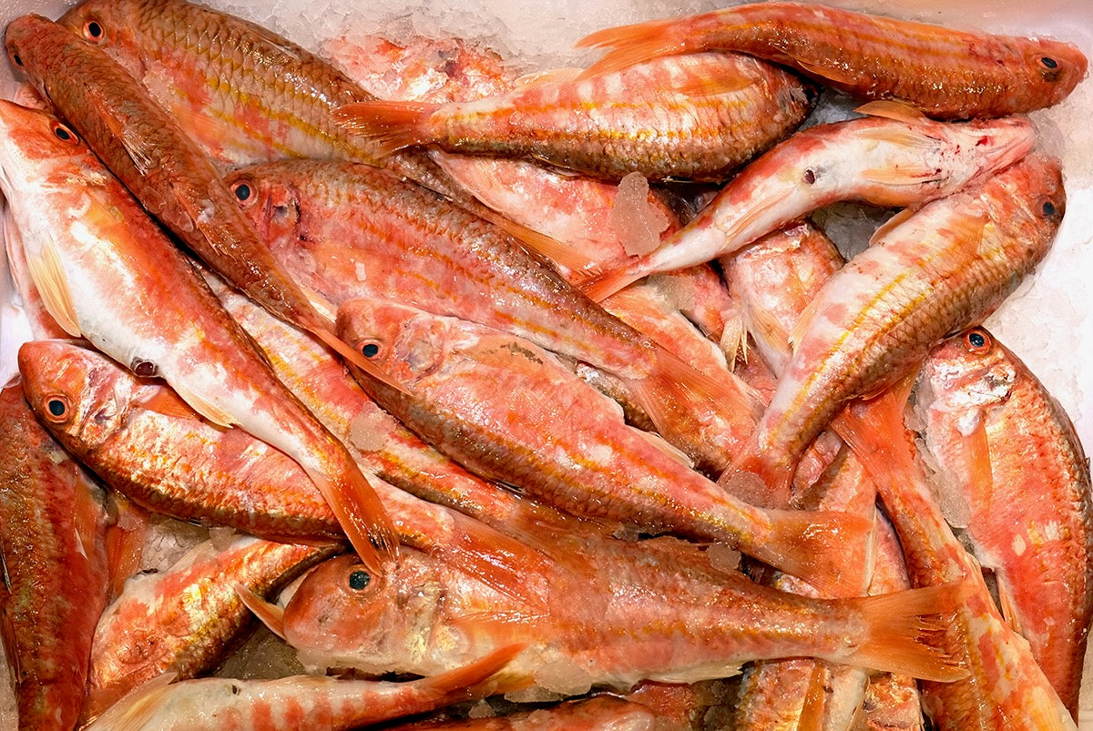 Triglie di scoglio Morsella italiane fresche
