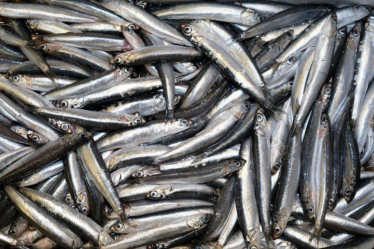 Alici nostrane piccole - Pescheria Ferroni | Milano