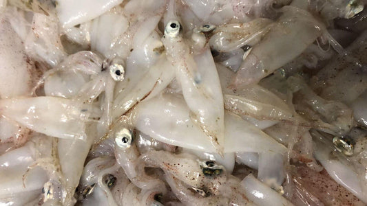 Calamaretto spillo Italia - Pescheria Ferroni | Milano