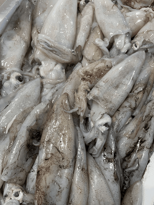 Calamaro atlantico fresco - Pescheria Ferroni | Milano