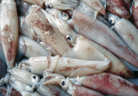 Calamaro Cacciarolo italia - Pescheria Ferroni | Milano