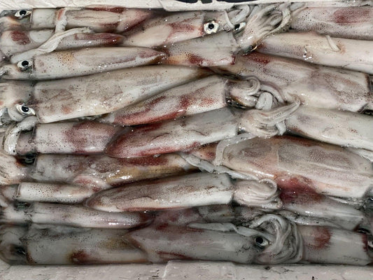 Calamaro Italia - Pescheria Ferroni | Milano