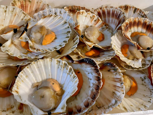 Cappesante pescate Italia - Pescheria Ferroni | Milano