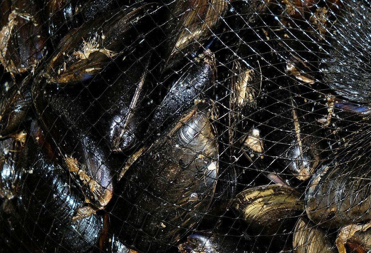 Cozze Italia - Pescheria Ferroni | Milano