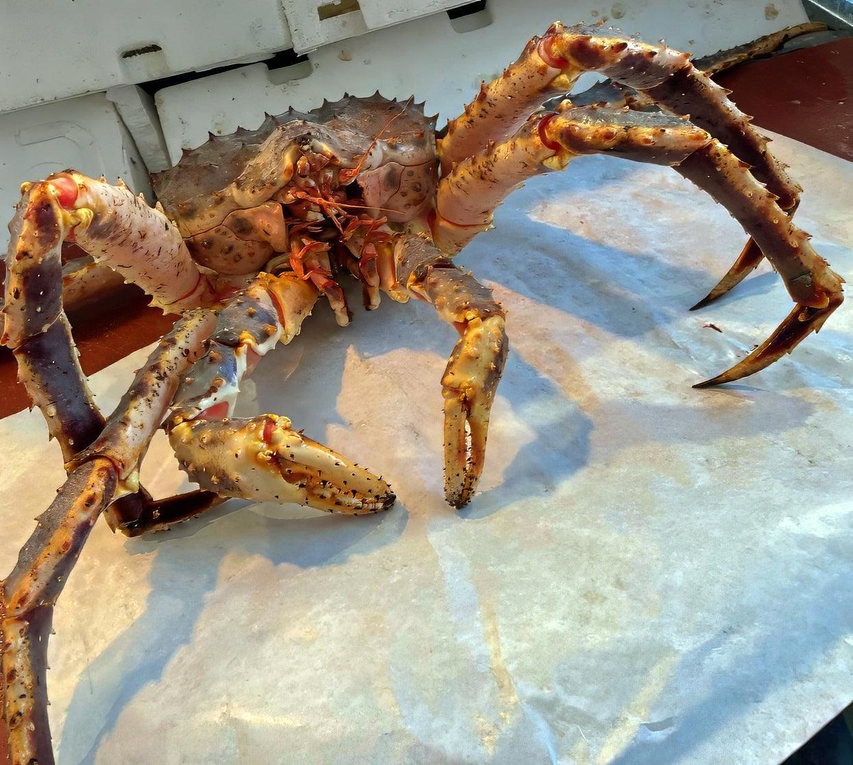 King Crab o Granchio reale fresco intero - Pescheria Ferroni | Milano