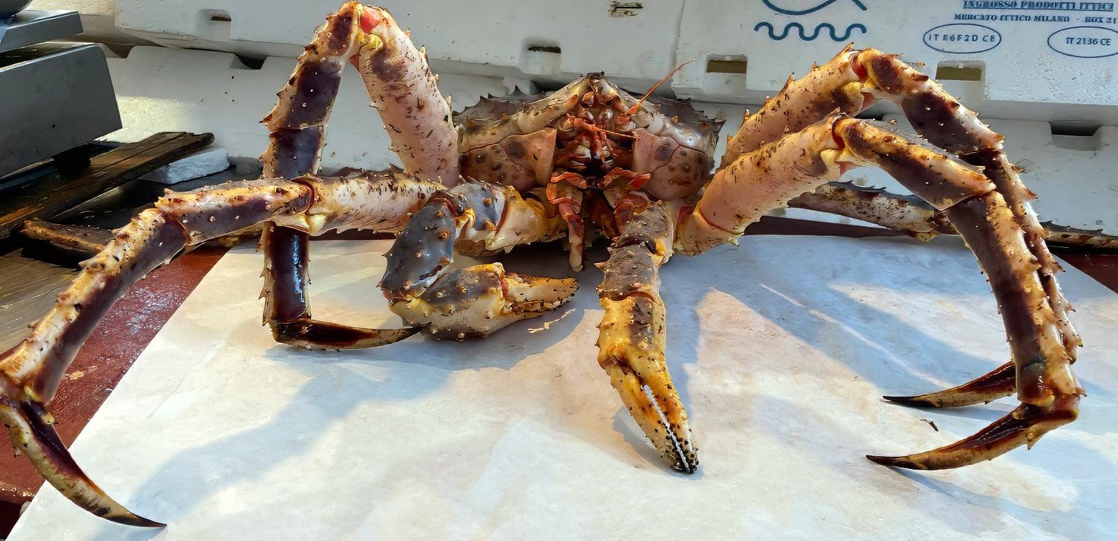 King Crab o Granchio reale fresco intero - Pescheria Ferroni | Milano