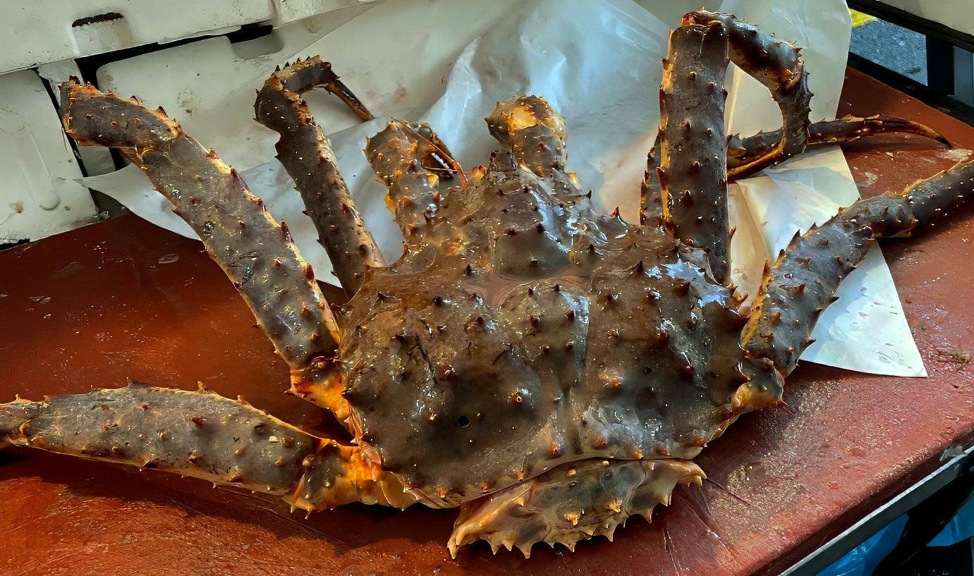 King Crab o Granchio reale fresco intero - Pescheria Ferroni | Milano