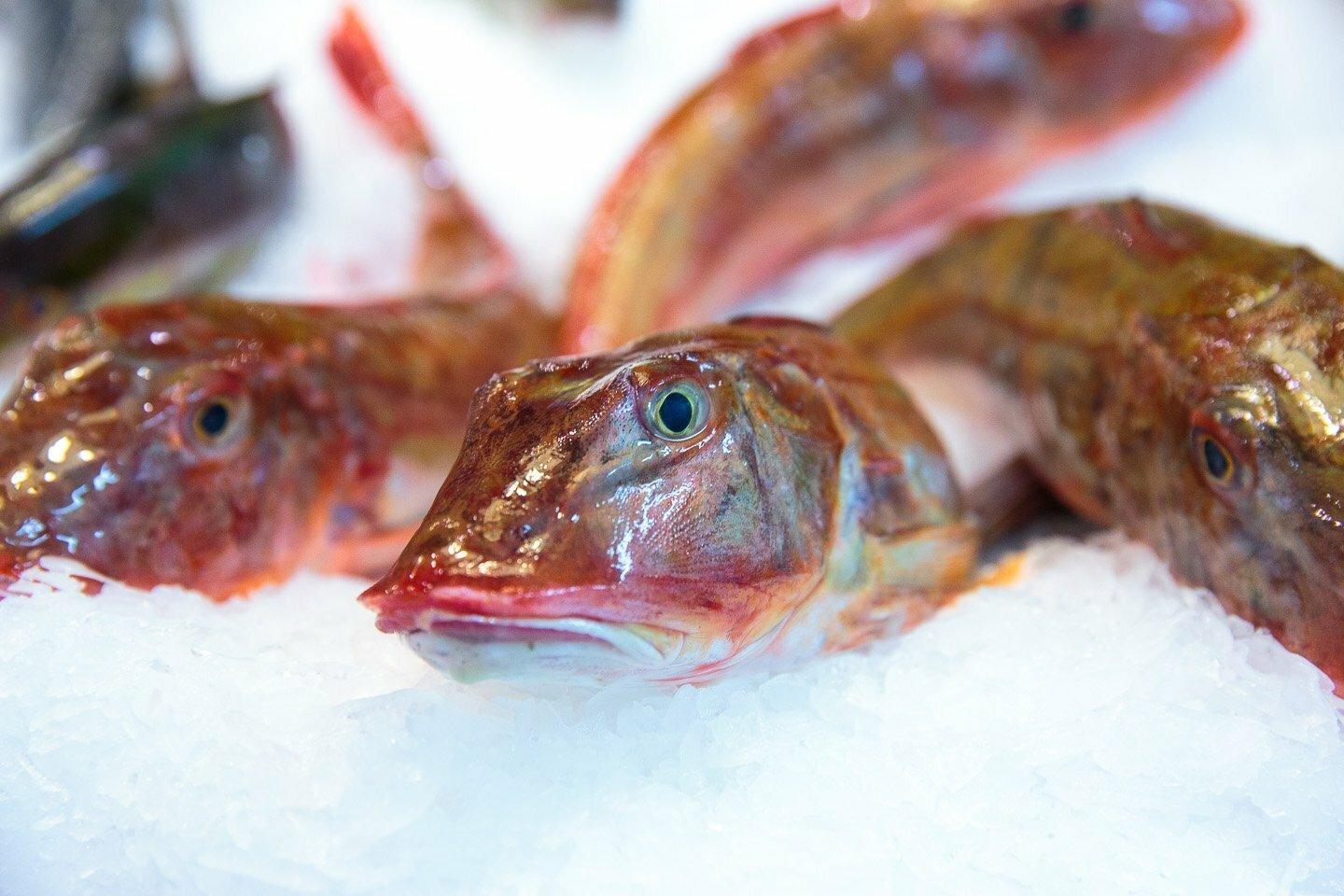 Lucerna del mediterraneo - Pescheria Ferroni | Milano