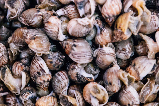 Lumachine di mare mediterraneo - Pescheria Ferroni | Milano