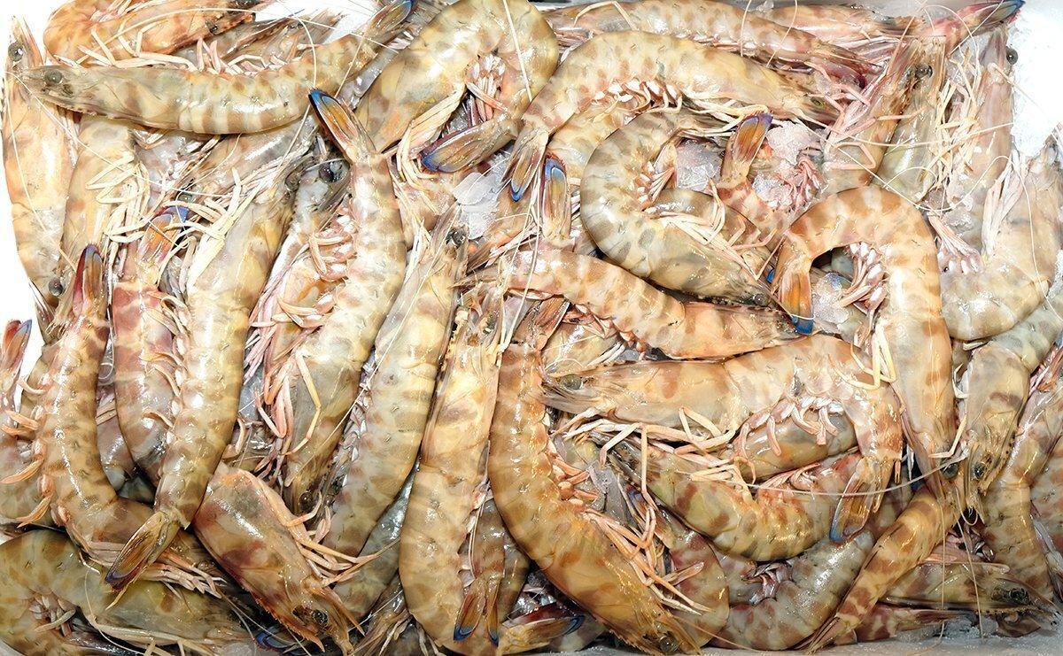 Mazzancolle nostrane L3 - Pescheria Ferroni | Milano
