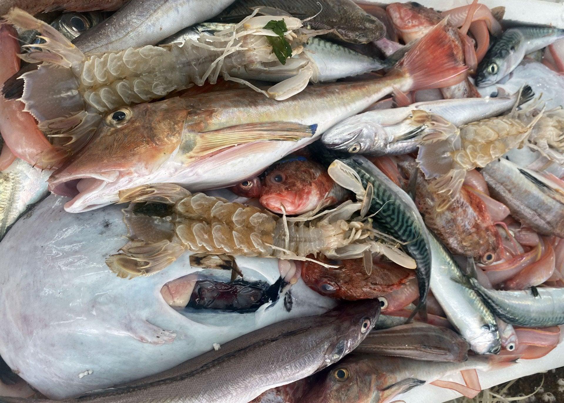 Minestra di pesce nostrana - Pescheria Ferroni | Milano