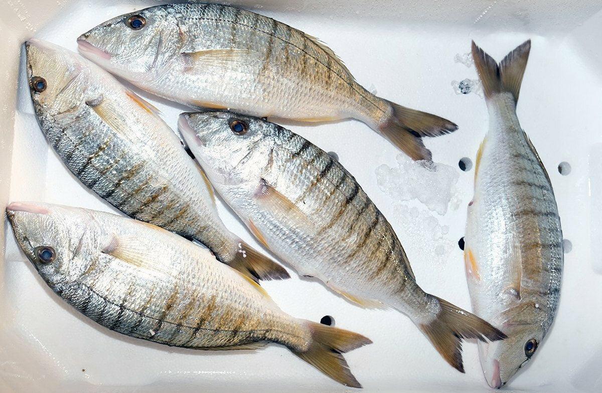 Mormora Italia - Pescheria Ferroni | Milano