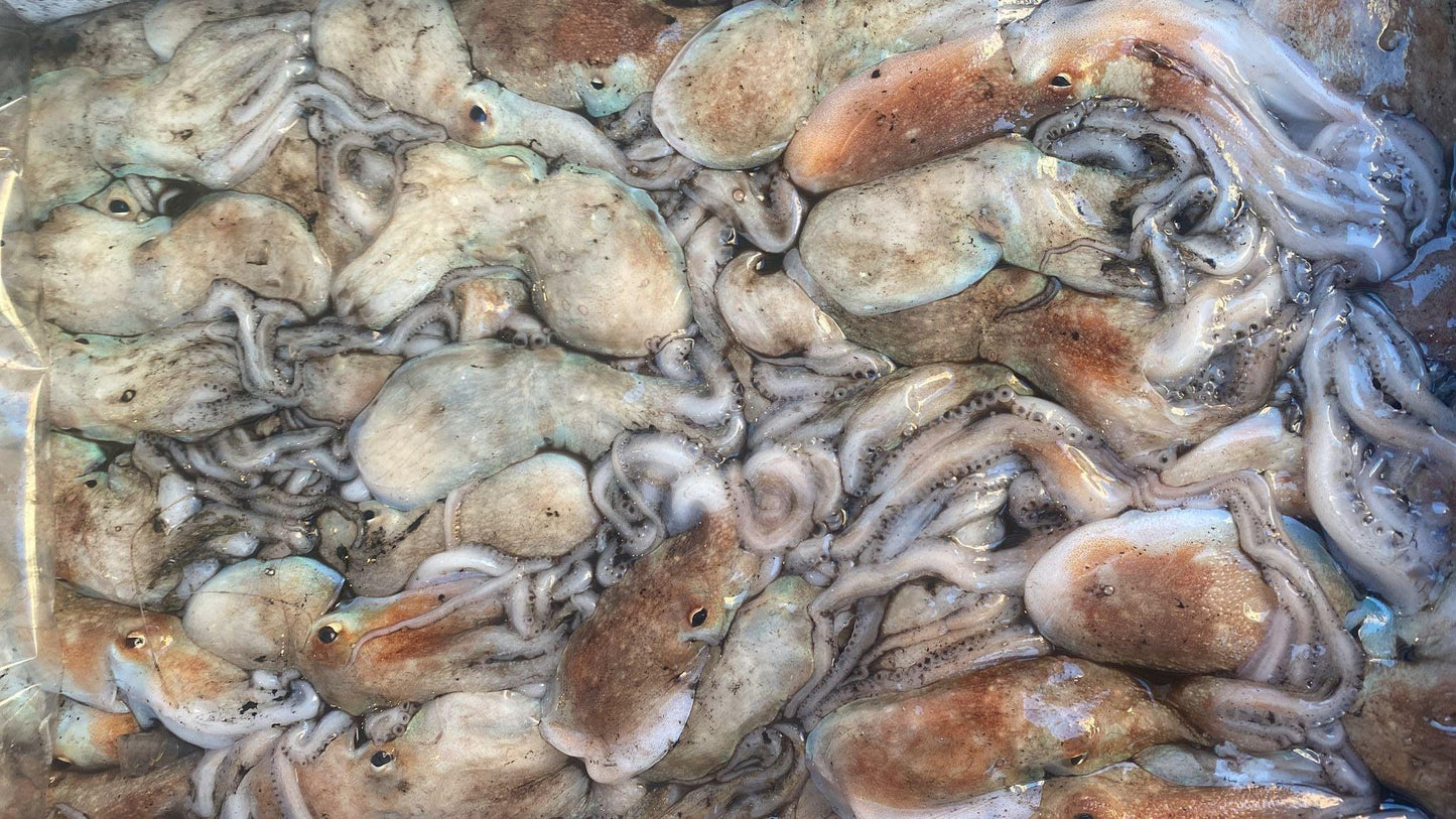Moscardino italiano - Pescheria Ferroni | Milano