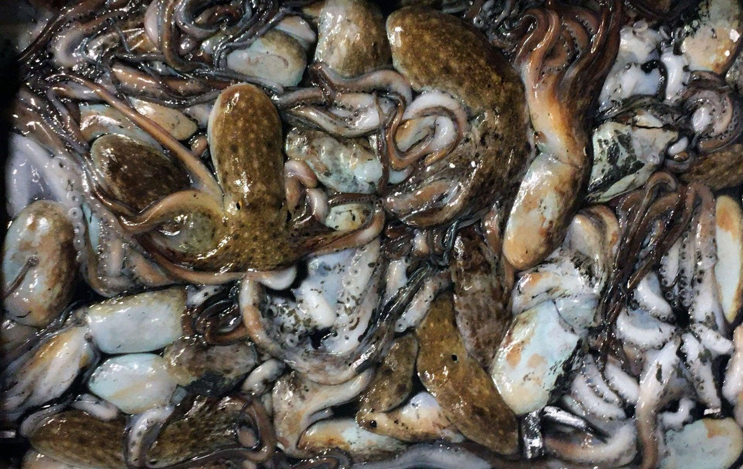 Moscardino nero italia - Pescheria Ferroni | Milano