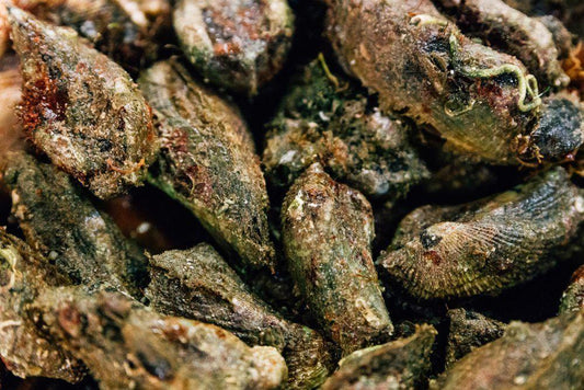 Mussolo di scoglio Italia - Pescheria Ferroni | Milano