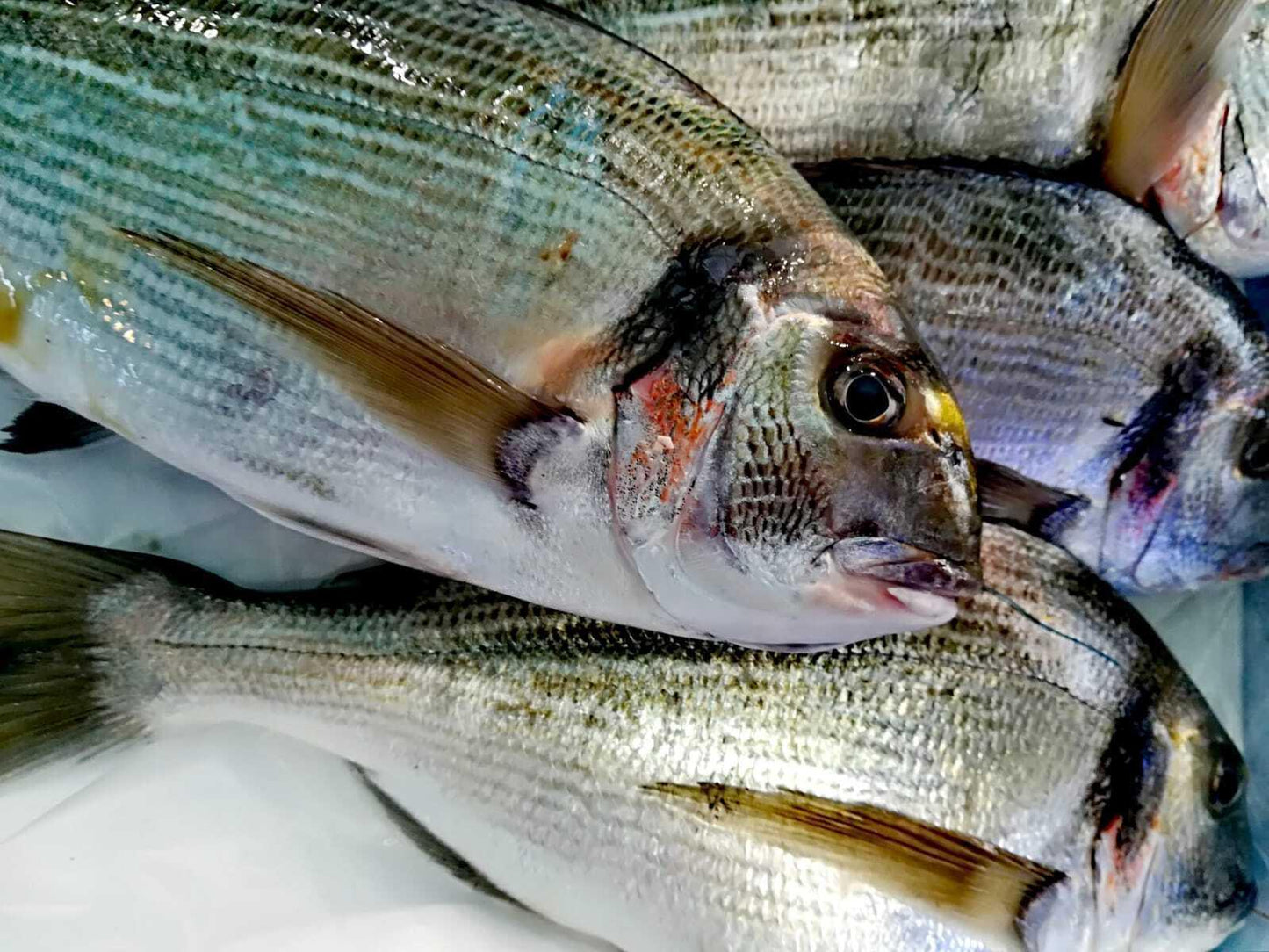 orata-nostrana-di-valle-italia-pescheria-ferroni-dal-1910_d8224e07-40ae-470c-8831-867130b19928 - Pescheria Ferroni dal 1910