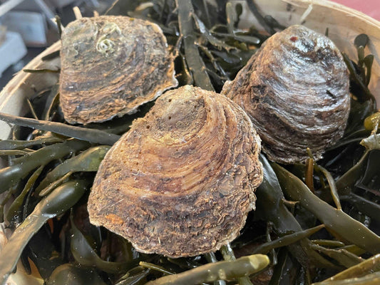 Ostrica Piatta Belon N.00 - Pescheria Ferroni | Milano