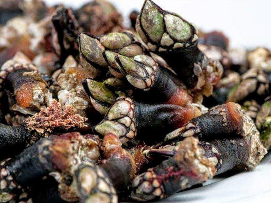 Percebes atlantiche (Galizia) - Pescheria Ferroni | Milano