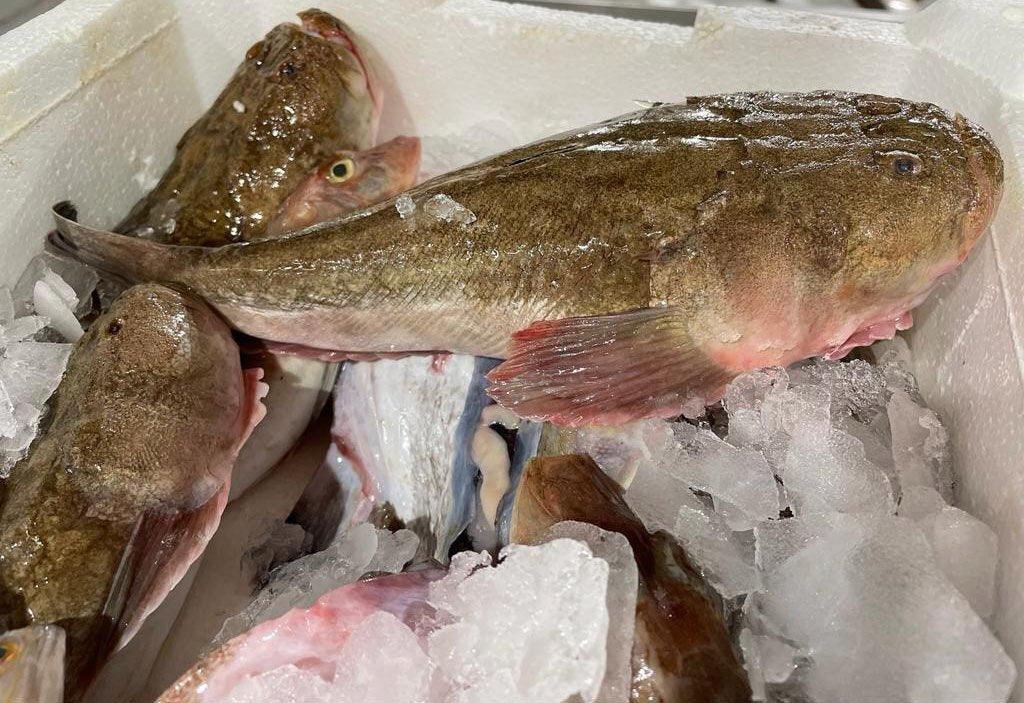 Pesce Prete del mediterraneo - Pescheria Ferroni | Milano