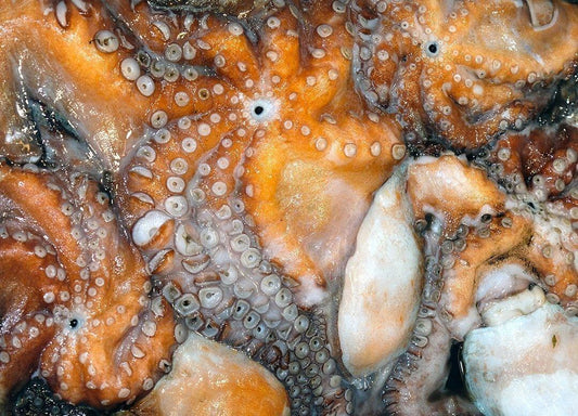 Polpo nostrano - Pescheria Ferroni | Milano