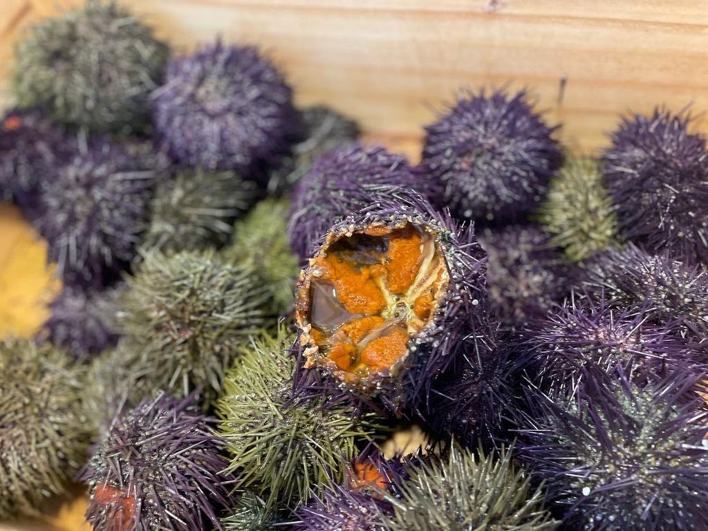 Ricci di mare Spagna - Pescheria Ferroni | Milano