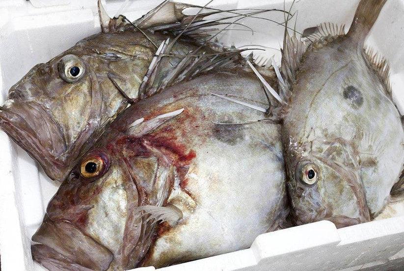 San Pietro atlantico - Pescheria Ferroni | Milano