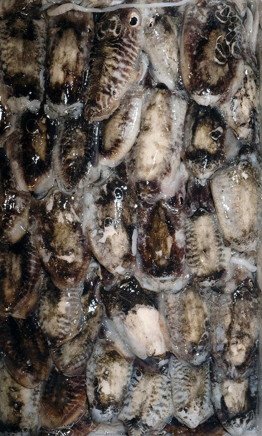 Seppia nera Italia - Pescheria Ferroni | Milano