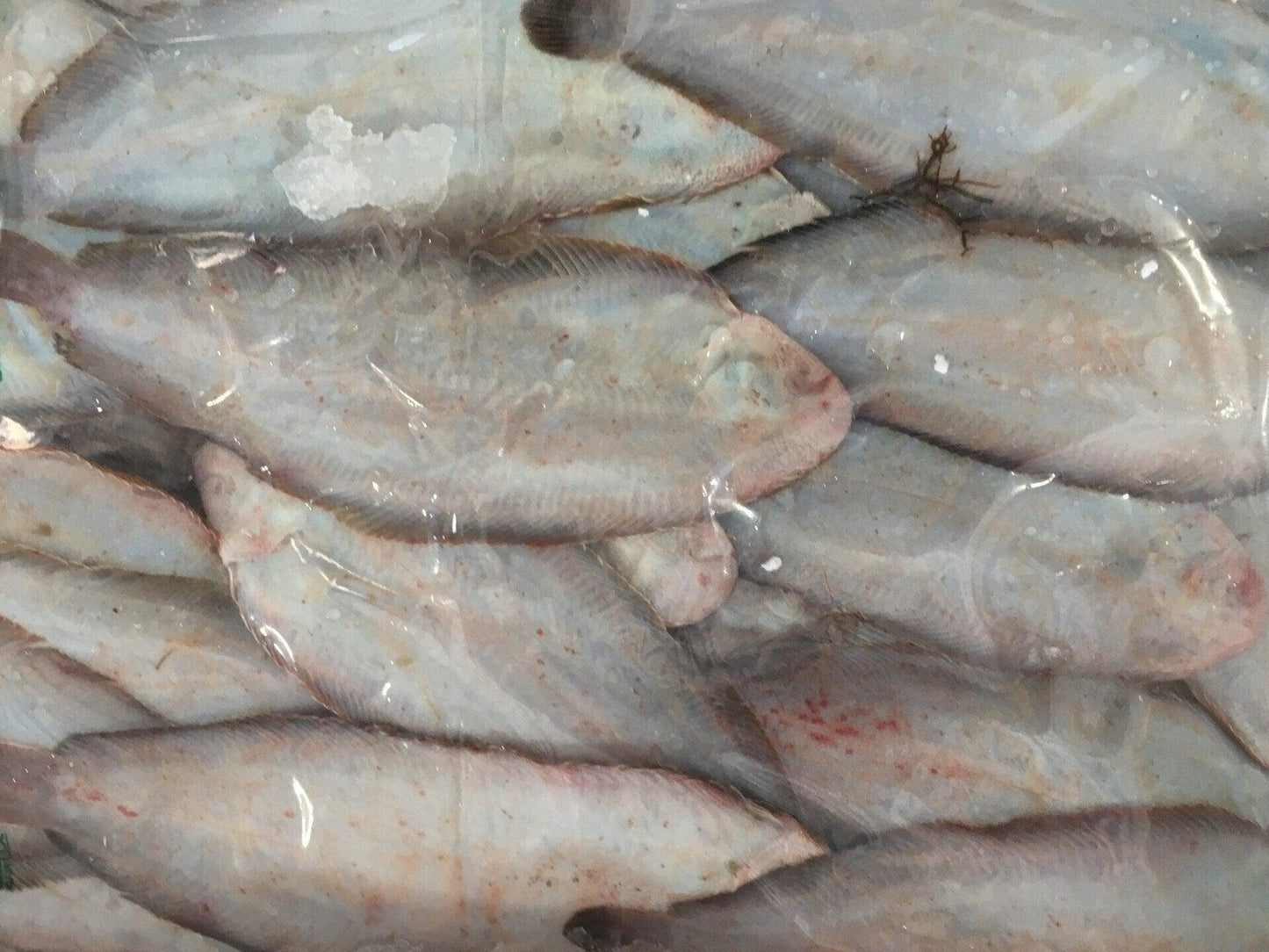 Sogliola piccola nostrana - Pescheria Ferroni | Milano