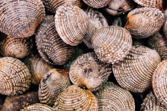 Tartufo di mare Italia - Pescheria Ferroni | Milano