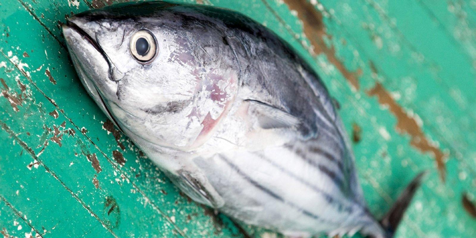 Tonno palamita - Pescheria Ferroni | Milano