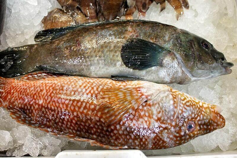 Tordo pescato italia - Pescheria Ferroni | Milano