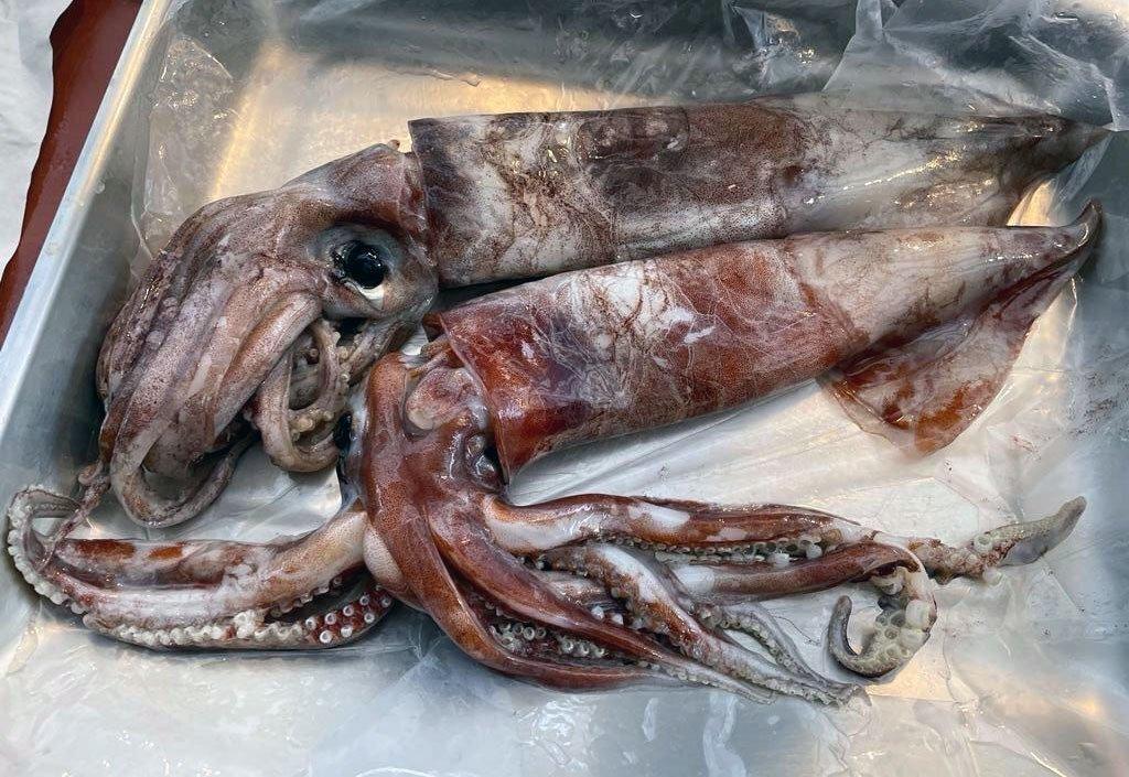 Totano Tabaccone Italia - Pescheria Ferroni | Milano