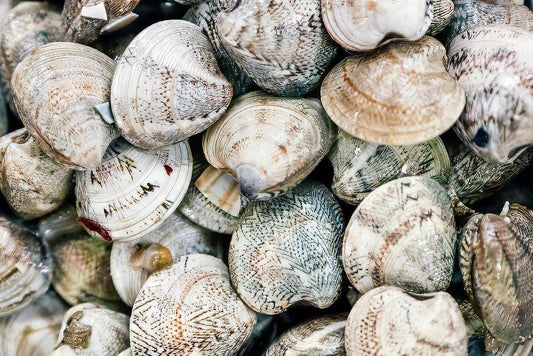 Vongole o lupini di mare grossi - Pescheria Ferroni | Milano