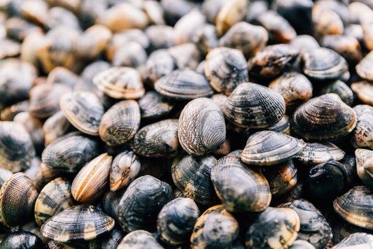 Vongole Veraci - Pescheria Ferroni | Milano