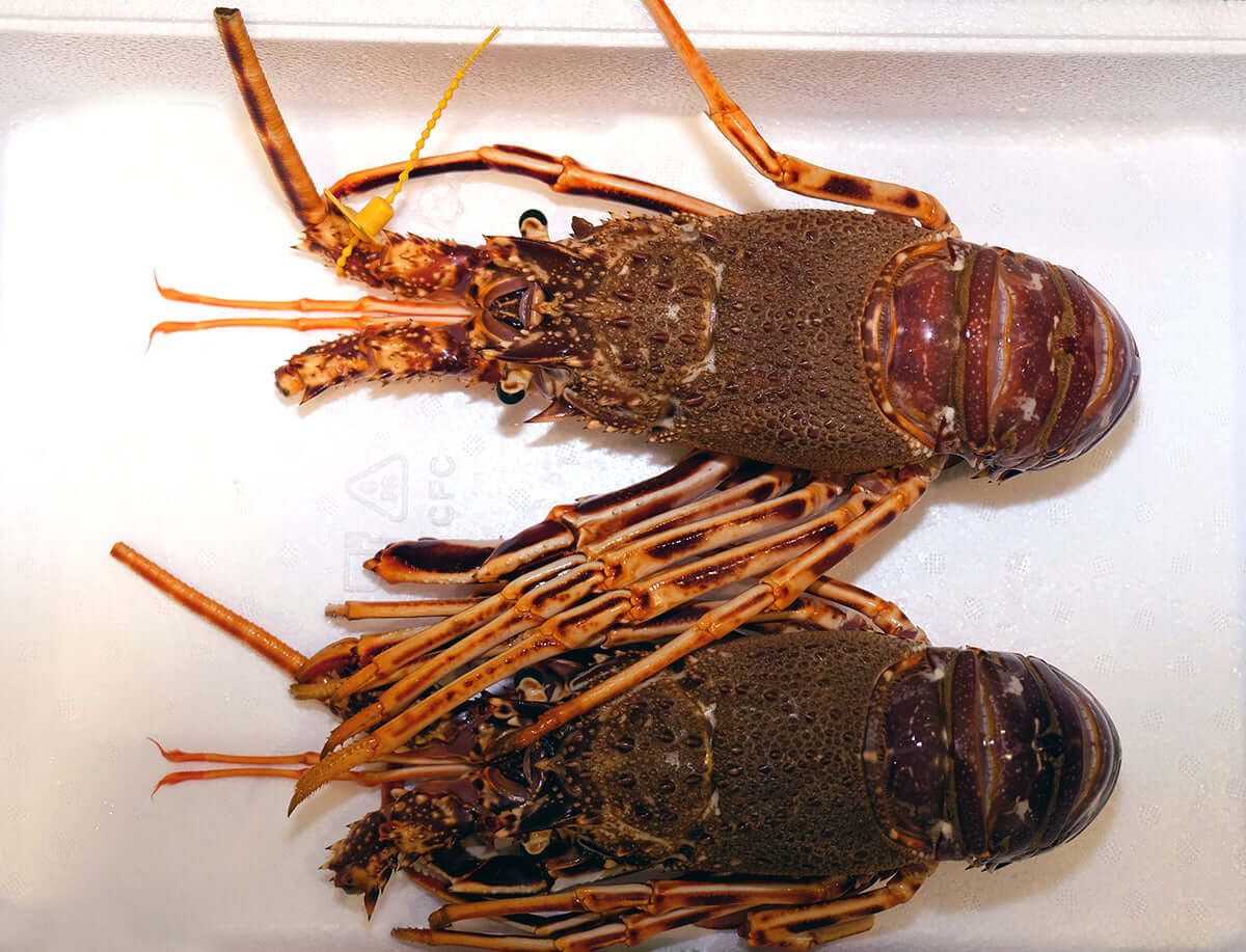 I Crostacei - Pescheria Ferroni | Milano