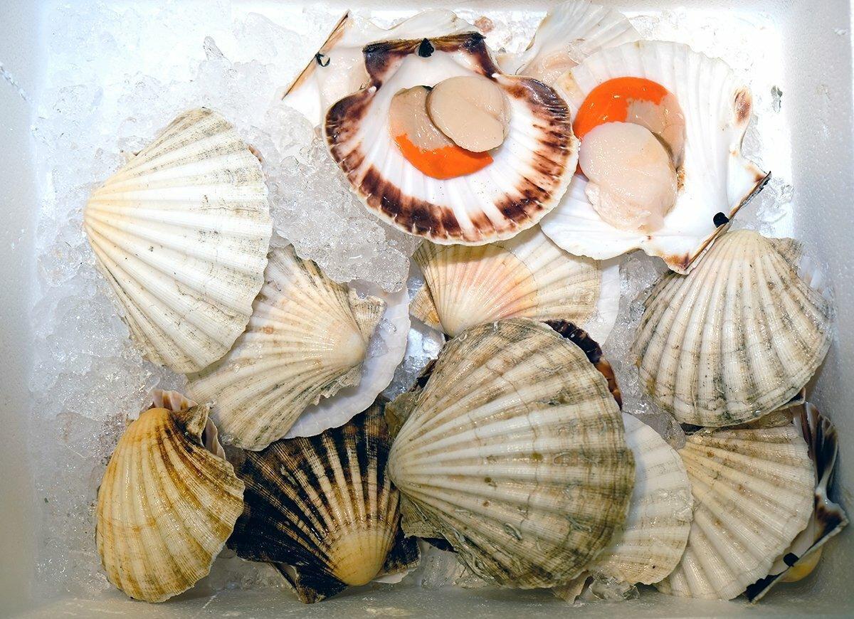 Cappesante atlantiche congelate - Pescheria Ferroni | Milano
