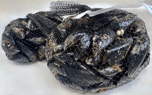 Cozze italiane fresche