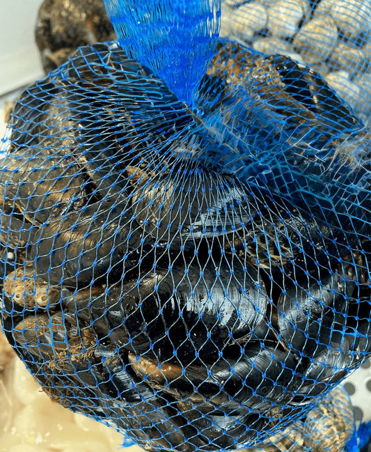 Cozze Spagnole Fresche