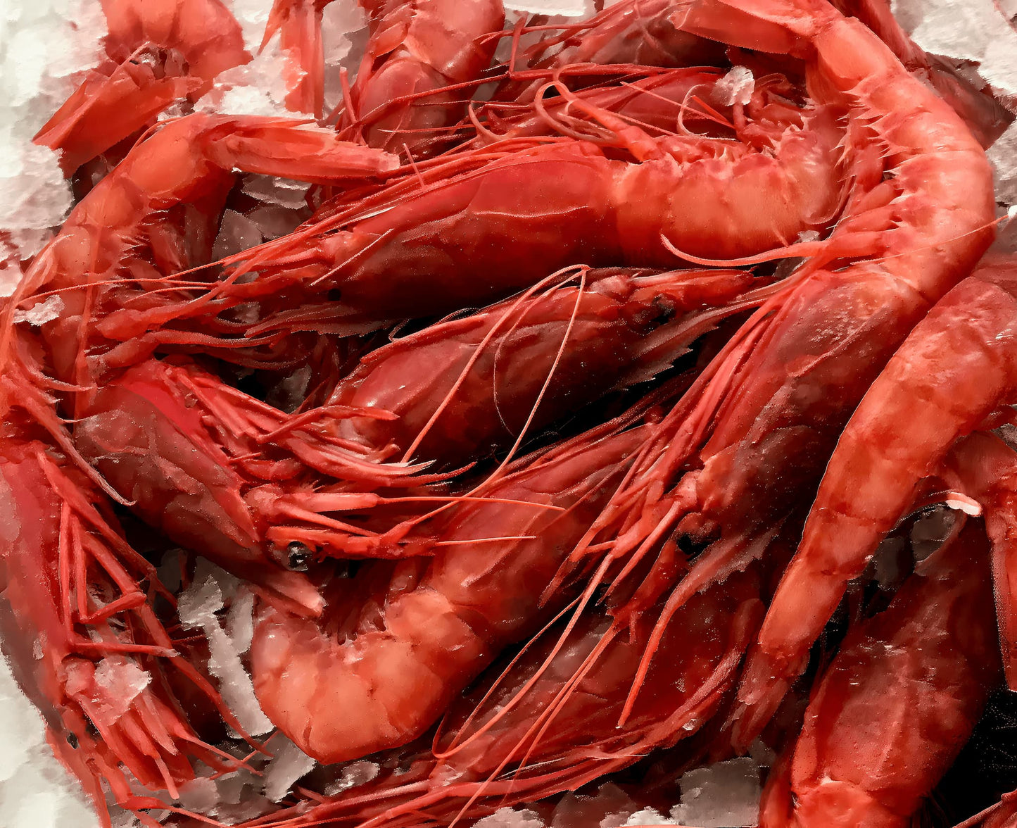 Gambero Rosso di Mazara Fresco