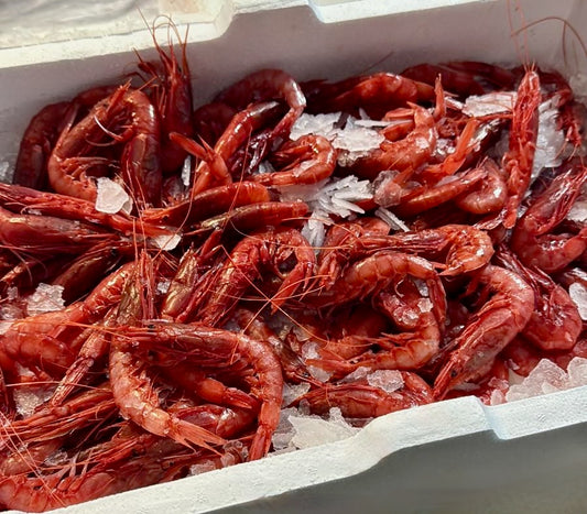 Gambero rosso mediterraneo abbattuto