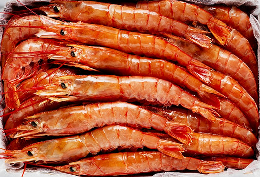 Gamberone argentino