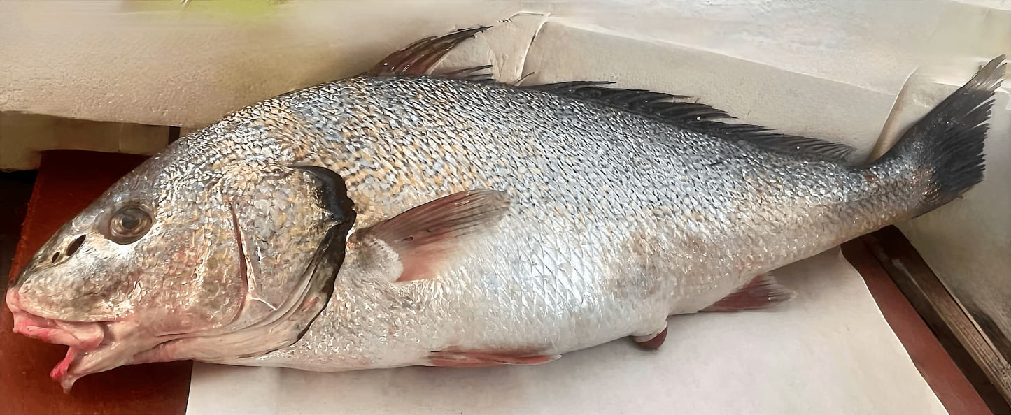 Ombrina italiana fresca