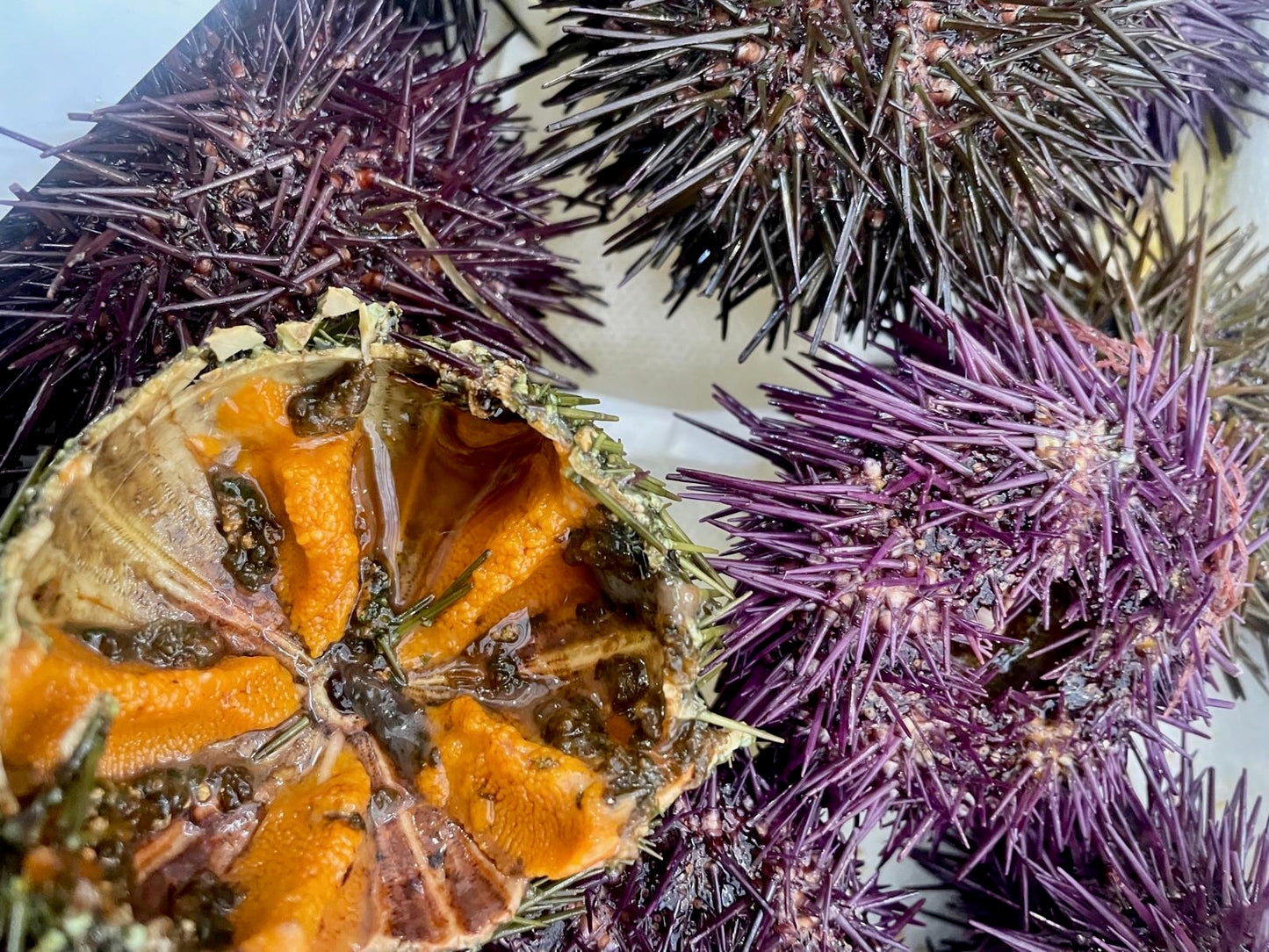 Ricci di mare di Galizia freschi